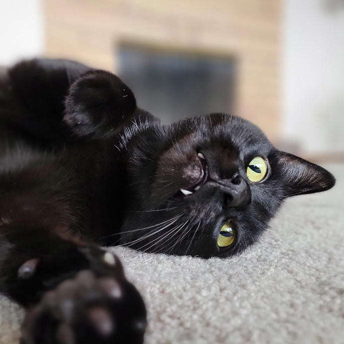 Crystal Whiskers Pampering Purrfectly