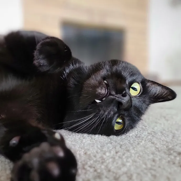 Crystal Whiskers Pampering Purrfectly