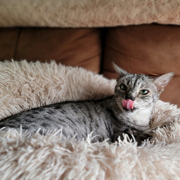 Crystal Whiskers Pampering Purrfectly
