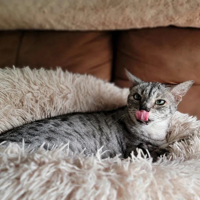 Crystal Whiskers Pampering Purrfectly