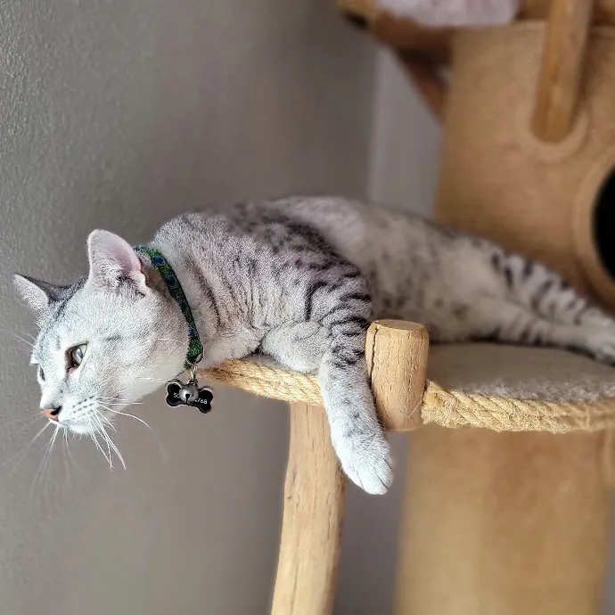 Crystal Whiskers Pampering Purrfectly