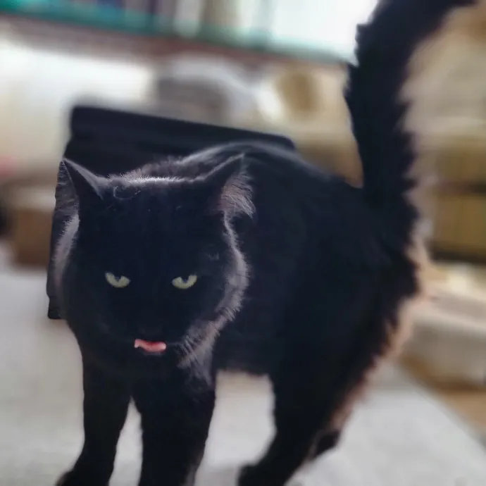 Crystal Whiskers Pampering Purrfectly