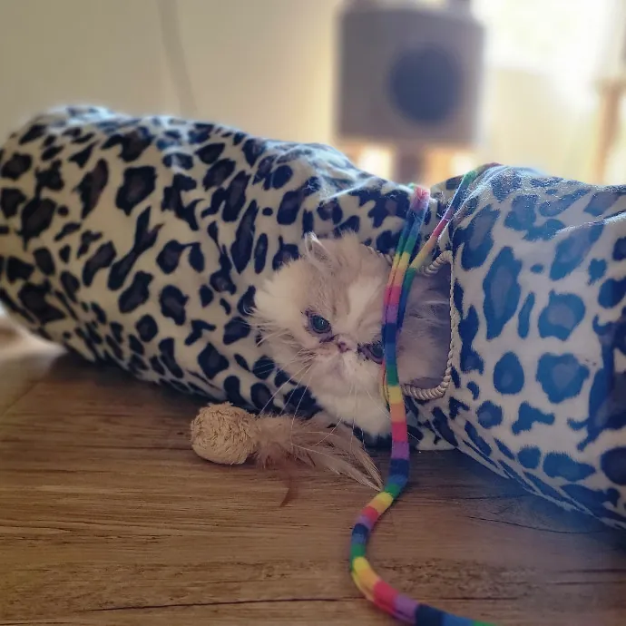 Crystal Whiskers Pampering Purrfectly