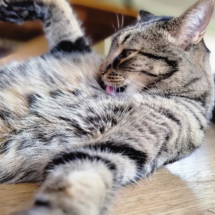 Crystal Whiskers Pampering Purrfectly