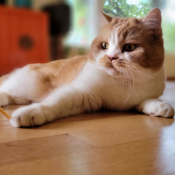 Crystal Whiskers Pampering Purrfectly
