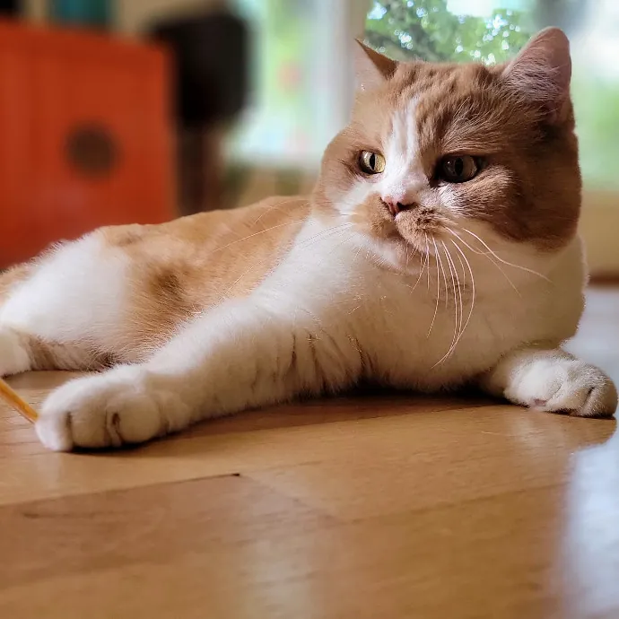 Crystal Whiskers Pampering Purrfectly