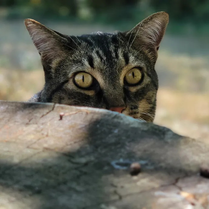 Crystal Whiskers Pampering Purrfectly