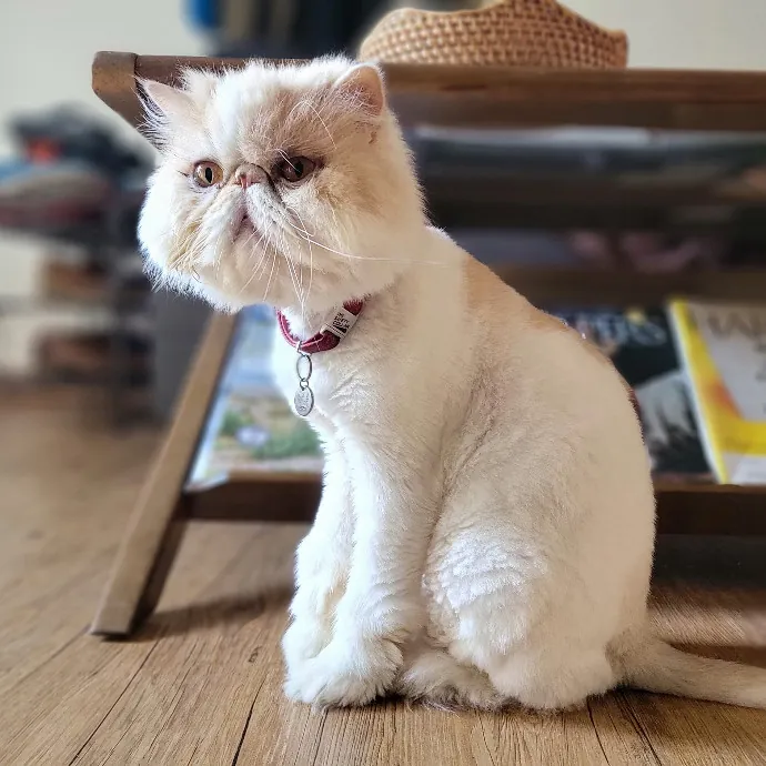 Crystal Whiskers Pampering Purrfectly
