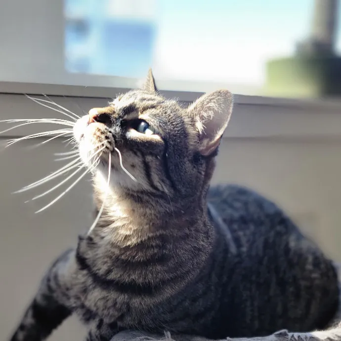 Crystal Whiskers Pampering Purrfectly