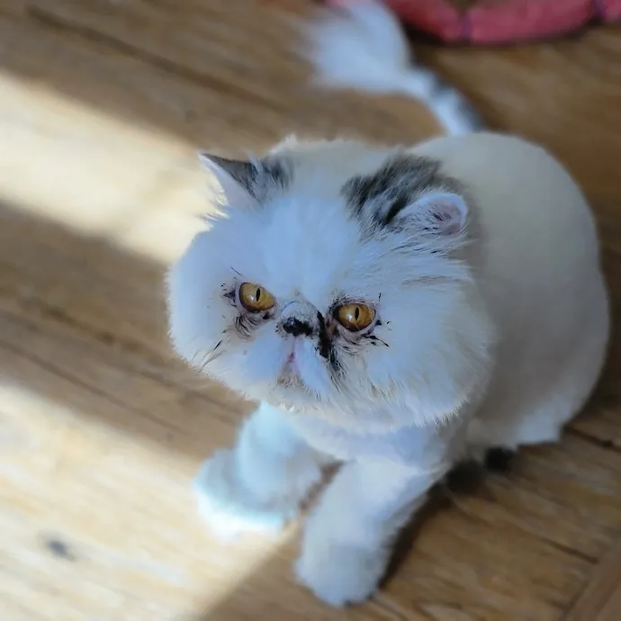 Crystal Whiskers Pampering Purrfectly