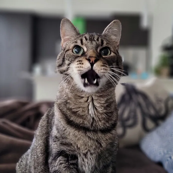 Crystal Whiskers Pampering Purrfectly