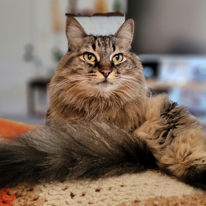 Crystal Whiskers Pampering Purrfectly