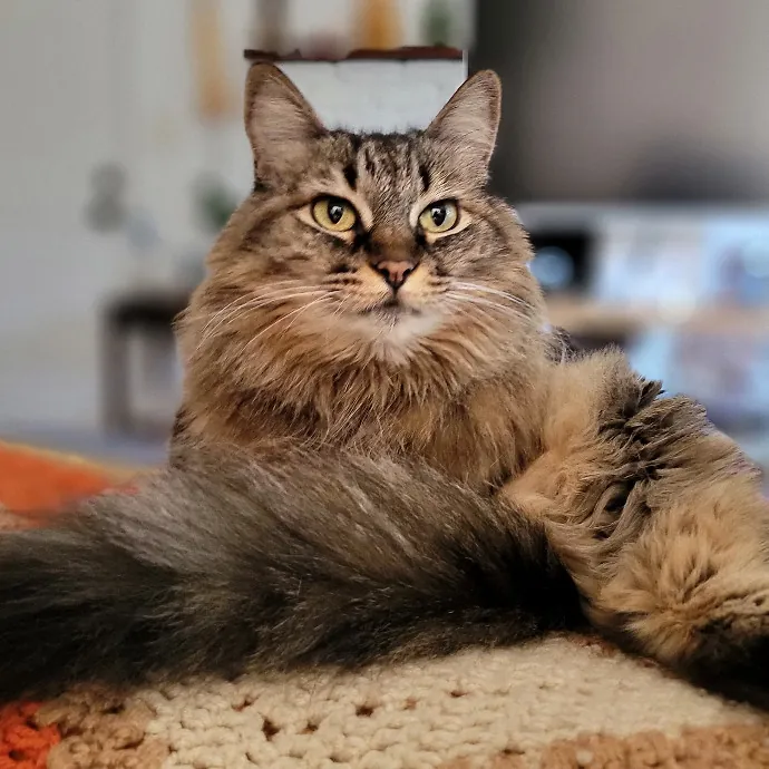 Crystal Whiskers Pampering Purrfectly