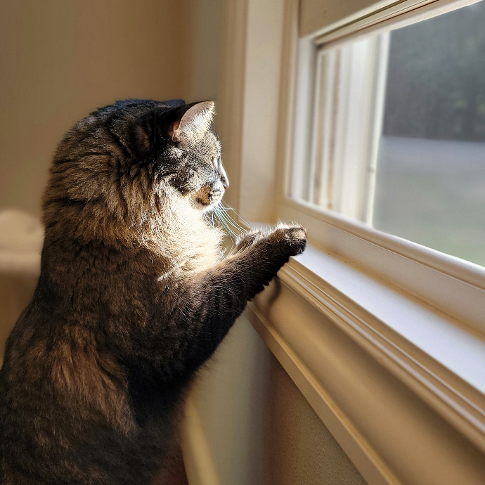 Crystal Whiskers Pampering Purrfectly