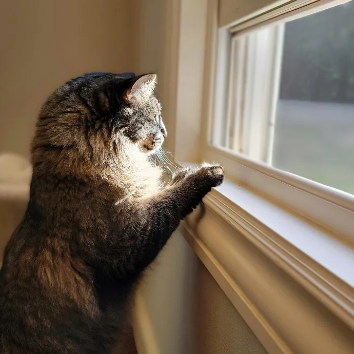 Crystal Whiskers Pampering Purrfectly