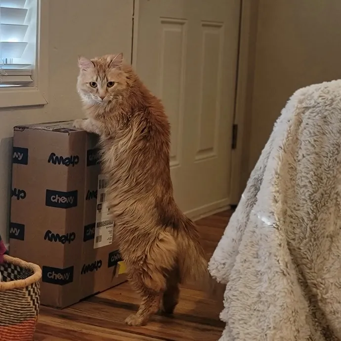Crystal Whiskers Pampering Purrfectly