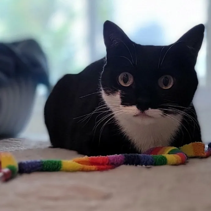 Crystal Whiskers Pampering Purrfectly