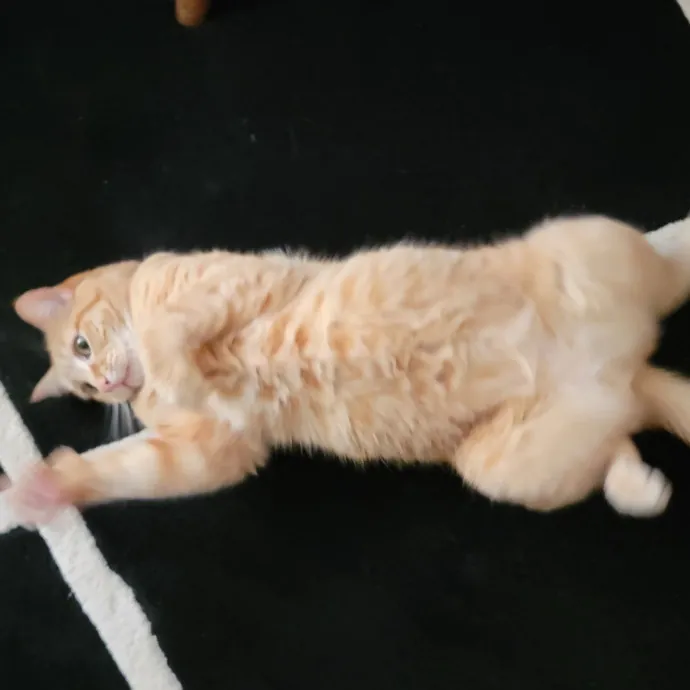 Crystal Whiskers Pampering Purrfectly