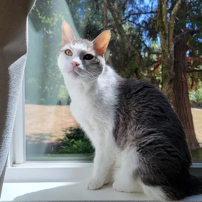 Crystal Whiskers Pampering Purrfectly