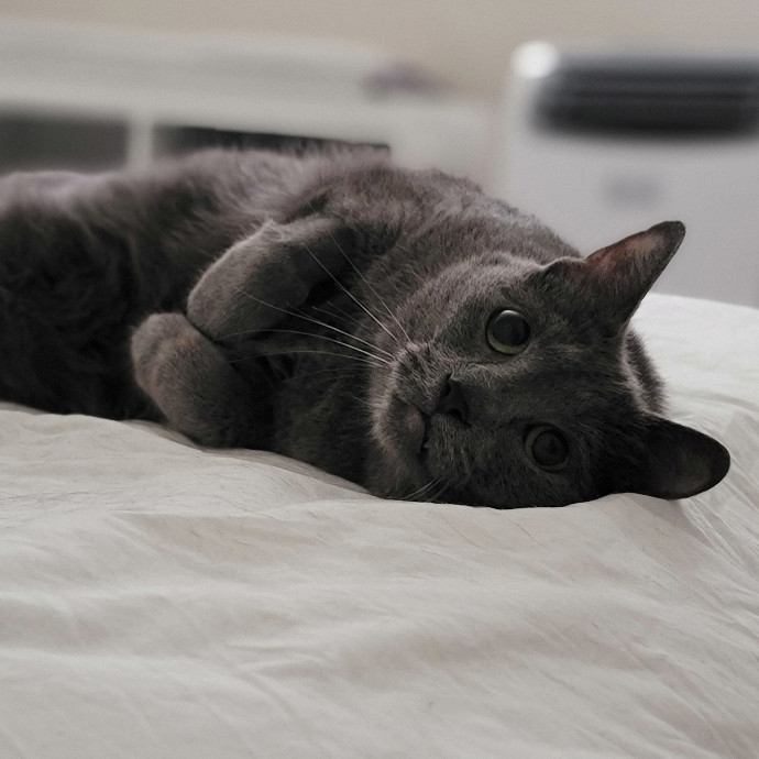 Crystal Whiskers Pampering Purrfectly