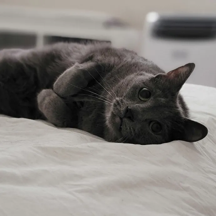 Crystal Whiskers Pampering Purrfectly