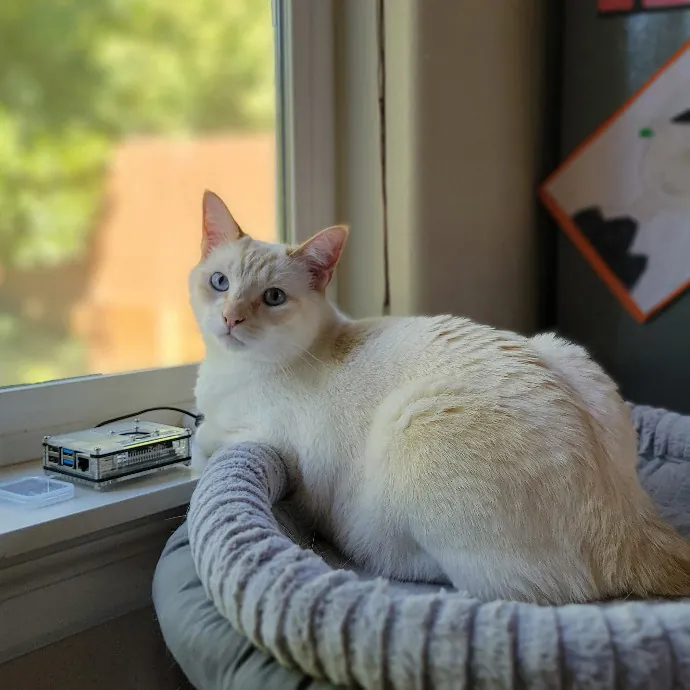 Crystal Whiskers Pampering Purrfectly