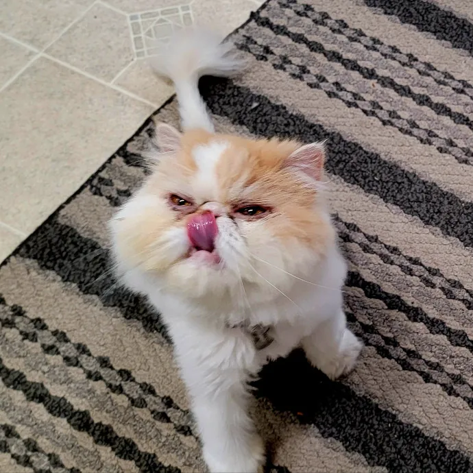 Crystal Whiskers Pampering Purrfectly