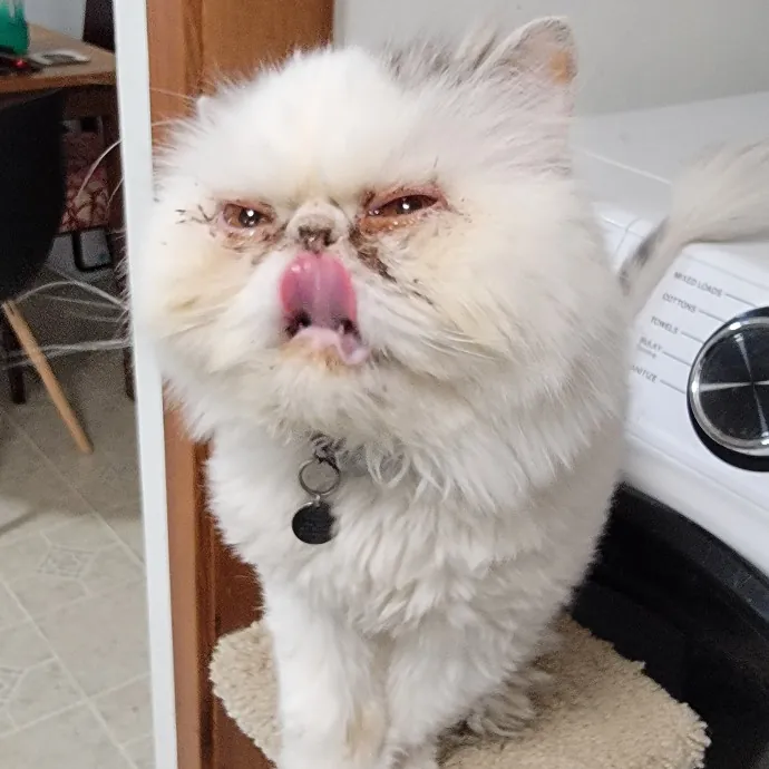 Crystal Whiskers Pampering Purrfectly