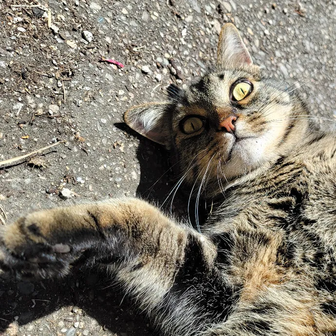 Crystal Whiskers Pampering Purrfectly