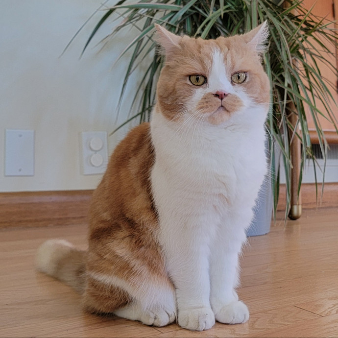 Crystal Whiskers Pampering Purrfectly