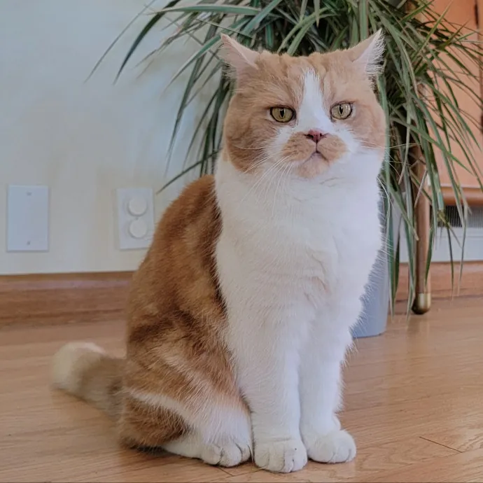 Crystal Whiskers Pampering Purrfectly