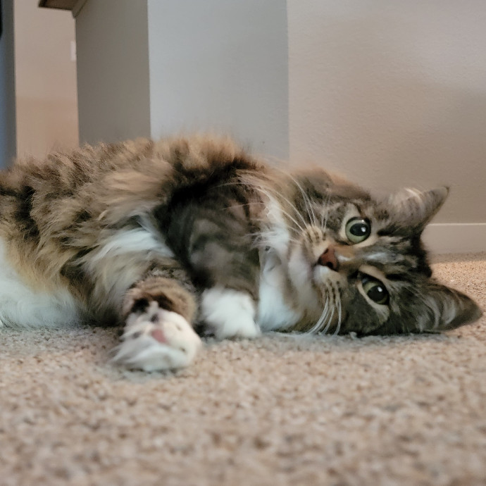 Crystal Whiskers Pampering Purrfectly