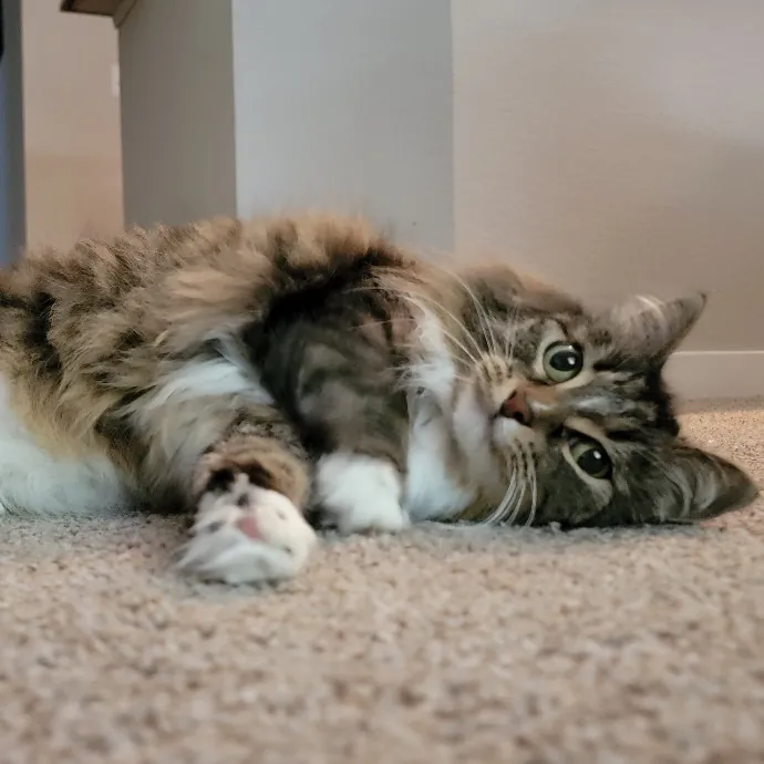 Crystal Whiskers Pampering Purrfectly