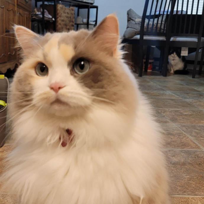 Crystal Whiskers Pampering Purrfectly
