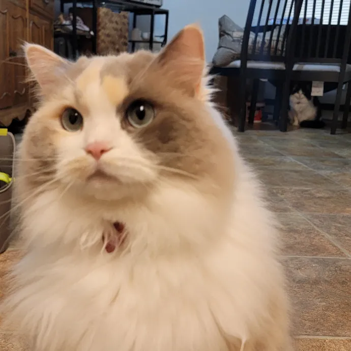 Crystal Whiskers Pampering Purrfectly