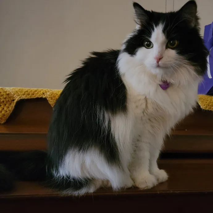 Crystal Whiskers Pampering Purrfectly