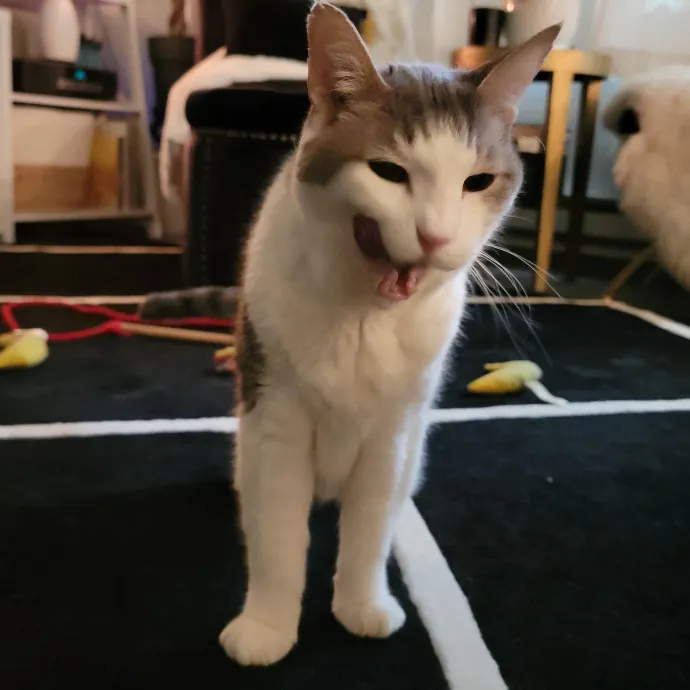 Crystal Whiskers Pampering Purrfectly