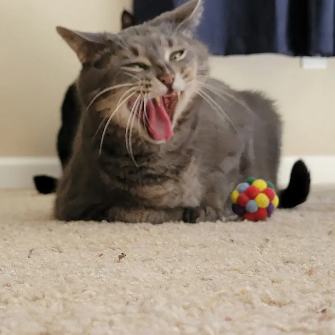 Crystal Whiskers Pampering Purrfectly