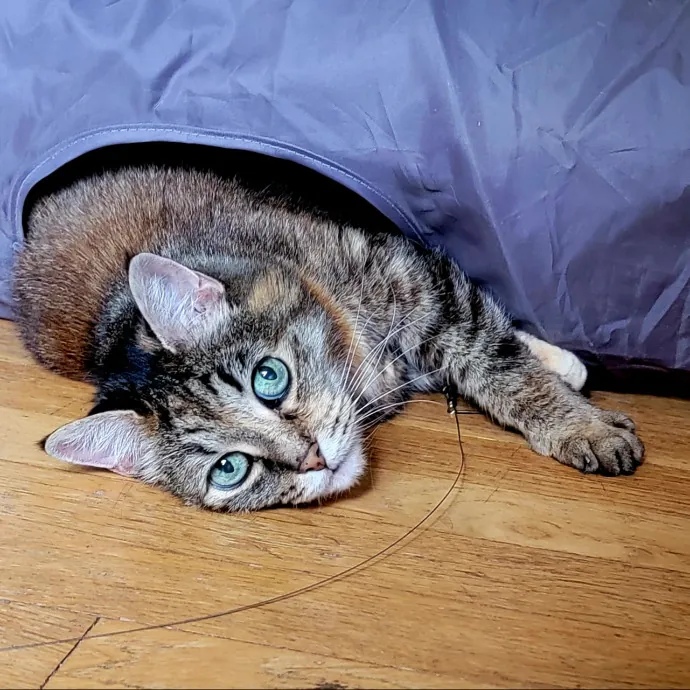 Crystal Whiskers Pampering Purrfectly
