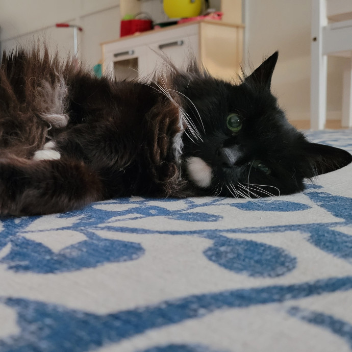 Crystal Whiskers Pampering Purrfectly