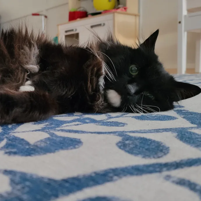 Crystal Whiskers Pampering Purrfectly