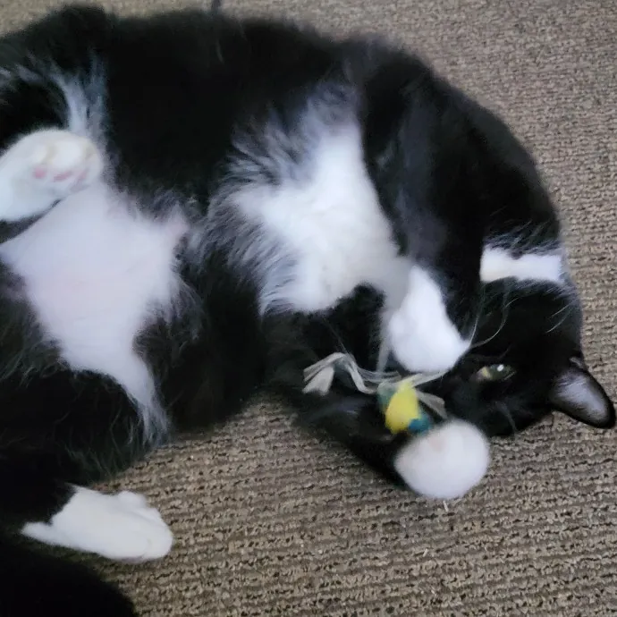 Crystal Whiskers Pampering Purrfectly