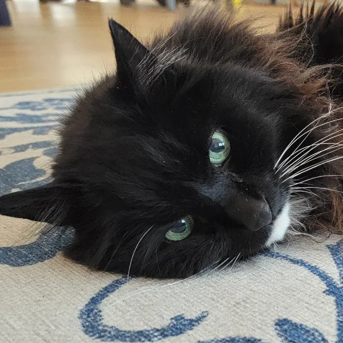 Crystal Whiskers Pampering Purrfectly