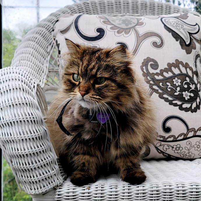 Crystal Whiskers Pampering Purrfectly