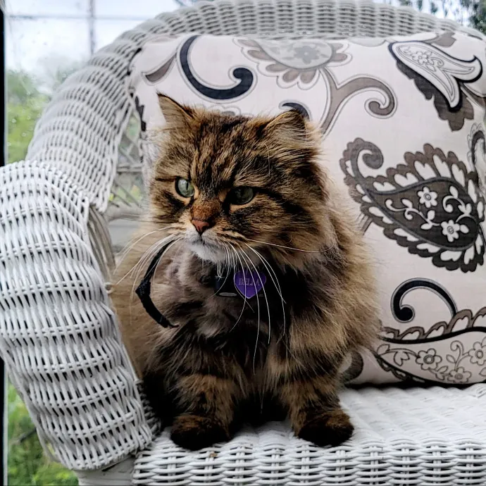 Crystal Whiskers Pampering Purrfectly
