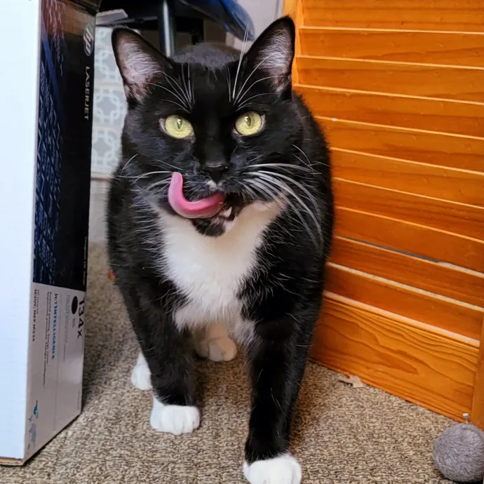 Crystal Whiskers Pampering Purrfectly
