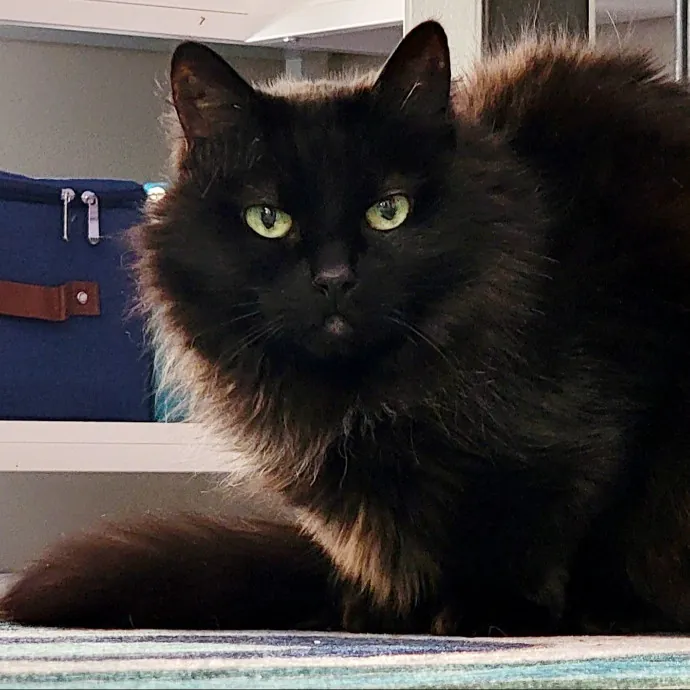 Crystal Whiskers Pampering Purrfectly