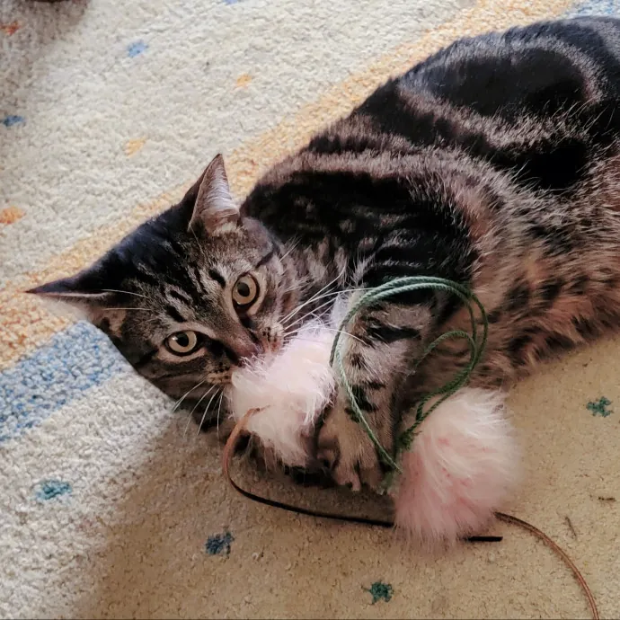 Crystal Whiskers Pampering Purrfectly