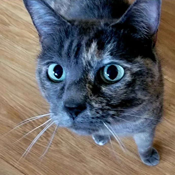 Crystal Whiskers Pampering Purrfectly