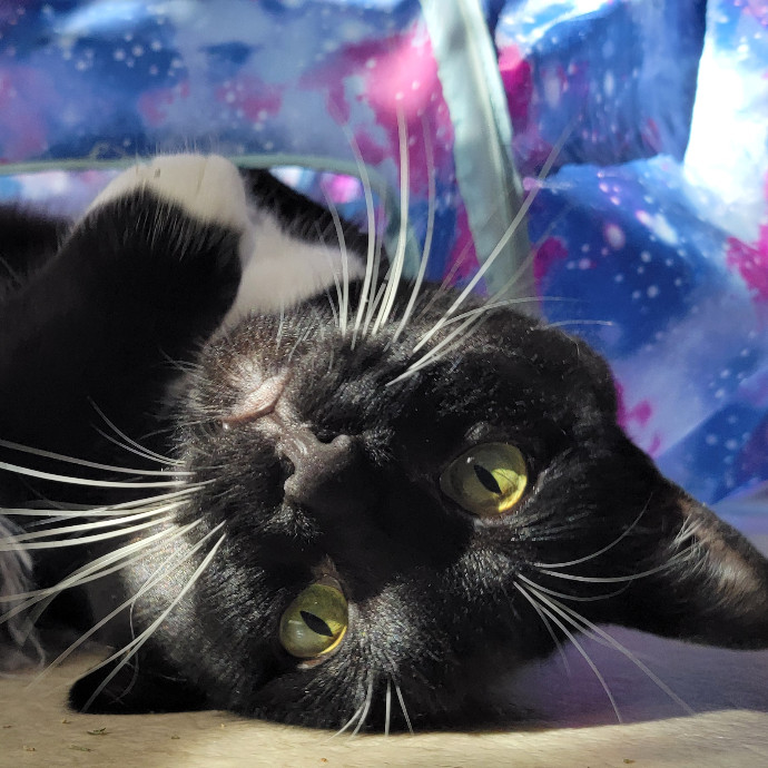 Crystal Whiskers Pampering Purrfectly